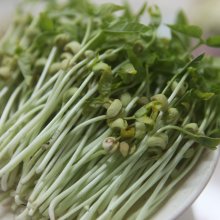 Mầm đậu đen 