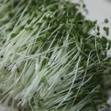 Mầm cải ngọt