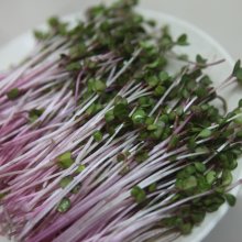 Mầm củ cải đỏ