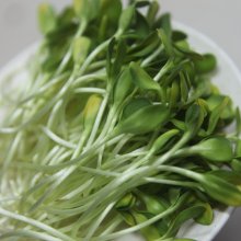 Mầm hướng dương