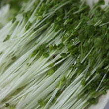 Mầm củ cải trắng Mầm củ cải trắng