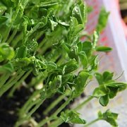 Mầm Đậu Hà Lan Mầm Đậu Hà Lan