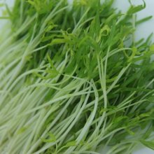 Mầm rau muống Mầm rau muống